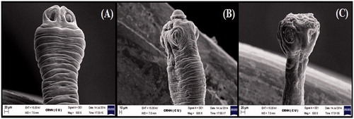 Figure 2. SEM of scolex of R tetragona: (A) Control showing scolex with wide suckers and smooth neck region, Scale bar 20 μm; (B) C. viscosum and (C) PZQ-treated parasites showing shrinkage in both scolex and suckers, Scale bars 10 μm and 20 μm, respectively.