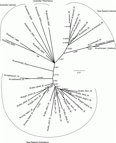Figure 1  Bayesian 50% majority rule consensus tree of Australasian Wahlenbergia based on the AFLP dataset. Numbers near branches are posterior probability (PP) values/ bootstrap (BS) values from the MP analysis. *Indicates support of less than 0.5 PP or 50% BS for that branch. See Table 1 for an explanation of the tag names and voucher information.