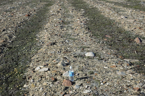 Figure 1 Picture of non-sorted, polar stripes in NW Greenland. Stripes consist of alternating 0.5-m-wide, vegetated (mountain-avens [Dryas integrifolia Vahl] and arctic willow [Salix arctica Pall.]) troughs and 1- to 3-m-wide, barren ridges.