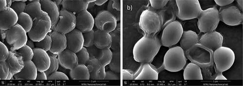 Figure 2. SEM images of Saccharomyces cerevisiae in YB at 10 kV and 10,000x magnification. Figure (a) shows dense clusters of intact cells. Figure (b) reveals damaged cells with compromised walls and changed shapes.