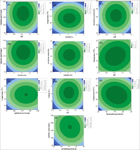 Figure 2. Contour plots showing the effect of different experimental variables on cell dry mass of strain B67: effect of pH and gelatine (A); effect of gelatine and temperature (B); effect of pH and incubation period (C); effect of gelatine and agitation speed (D); effect of gelatine and incubation period (E); effect of pH and temperature (F); effect of agitation speed and temperature (G); effect of pH and gelatine (H), effect of incubation period and temperature (I) and effect of incubation period and agitation speed (J).