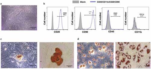 Figure 1. The culture of and the identification to bone marrow mesenchymal stem cells. (a) Bone marrow mesenchymal stem cells were cultured till their third generation. (b) Surface markers of BMSCs, CD45, CD90, were positive, while CD29,CD11b were negative. (c) Alizarin red staining was performed after four-week osteogenic differentiation. (d) Lipid droplets were observed by oil red O staining after 21d of adipogenic differentiation. (e) Isolated BMSCs colony was stained with crystal violet