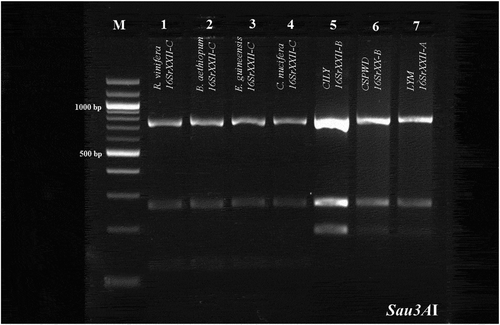 Fig. 3 Sau3AI profile obtained from the R16F2n/R2 amplicons of the phytoplasmas identified in E. guineensis, B. aethiopium, R. vinifera and C. nucifera palms, and positive controls of subgroups 16SrXXII-A (LYM), and 16SrXXII-B (CSPWD, CILY). Lane M: Molecular weight marker (Quick Load 100 bp DNA Ladder, New England BioLabs); Lane 1, R. vinifera (16SrXXII-C); Lane 2, B. aethiopium (16SrXXII-C); Lane 3, E. guineensis (16SrXXII-C); Lane 4, C. nucifera (16SrXXII-C); Lane 5, CILY phytoplasma (16SrXXII-B, Côte d’Ivoire); Lane 6, CSPWD phytoplasma (16SrXXII-B, Ghana); Lane 7, LYM phytoplasma (16SrXXII-A).