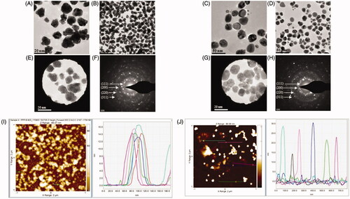 Figure 4. Transmission electron microscopy (TEM) images of nanoparticles showing the particle shape of AuNPs (A,B) and AgNPs (C,D) and the selected area diffraction pattern (SAED) of AuNPs (E,F) and AgNPs (G,H), with respective SAED apertures. From these images, the size of nanoparticles with crystalline nature was estimated at 13–17 nm for AuNPs and 15–30 nm for AgNPs. The AFM analysis of nanoparticles for AuNPs and AgNPs is shown in panels (I) and (J), respectively.