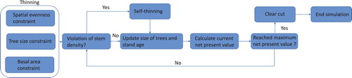 Figure 1. Overview of modelling procedure. At the start of each simulation, an algorithm is used to identify a selection of trees to be removed in an initial thinning operation. The selection is chosen such that the pre-set conditions for spatial evenness after thinning, the thinning ratio, and basal area after thinning are fulfilled. The selected trees are removed from the stand and the growth simulation starts. In each simulation step the growth of all remaining individual trees in the stand is calculated and the stand age is increased. If the mean diameter in the stand surpasses the maximum mean diameter, for the given stand density, self-thinning occurs, and tress are removed. The growth simulation ends when the maximum net present value of the stand is reached, at which the remaining trees are removed in a clear-cut and the simulation ends.