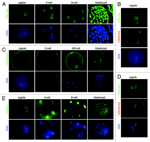 Figure 6. Developmental dynamics of H2A.Zac, H3K36me3 and H3K9ac in bovine embryos. (A) Analysis of H2A.Z acetylation in cleavage stage bovine embryos. H2A.Z is acetylated in the zygote and throughout pre-implantation development. Note that in bovine embryos H2A.Zac defines a parental epigenetic asymmetry as only the female PN contains acetylated H2A.Z. The number of embryos analyzed was: 32 zygotes, 24 8-cell stage embryos and 21 blastocysts. Scale bar is 5µm. (B) H2A.Z marks exclusively the maternal chromatin in bovine zygotes. Co-staining of H2A.Zac and H3K9me3 in bovine zygotes. Zygotes (n = 32) were analyzed by confocal microscopy as above. (C) H3K36me3 shows a heterogeneous distribution in bovine pre-implantation embryos. H3K36me3 is undetectable in bovine zygotes after fertilization. H3K36 methylation occurs only in few nuclei in 4-cell stage embryos and blastocysts. A total of 45 zygotes, 21 2-cell stage embryos, 16 4-cell stage embryos and 18 blastocysts were analyzed. Scale bar is 5µm. (D) H3K36me3 marks the female pronucleus exclusively at the earliest stages of bovine development immediately after fertilization. Early zygotes (17h post-fertilization) were processed for immunostaining with the H2A.Zac and the H3K36me3 antibody. Out of 20 embryos analyzed, 8 zygotes had H3K36me3 staining, which co-localized with H2AZac on the female PN. (E) H3K9ac is present throughout bovine pre-implantation development. Embryos were analyzed as above with an H3K9ac antibody. H3K9ac marks equally well both pronuclei. Note that the 2-cell stage is a very transient stage and therefore it is not included in our figure.