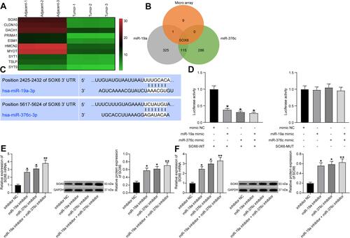 Figure 3 SOX6 is a downstream target of miR-19a-3p or miR-376c-3p. (A) Microarray-based analysis of differentially expressed mRNAs between HCC tissues and adjacent normal tissues. (B) Venn map for screening mRNAs that bind to both miR-19a-3p and miR-376c-3p and are down-regulated in HCC tissues. (C) Predicted binding sites of miR-19a-3p or miR-376c-3p and SOX6. (D) Dual-luciferase reporter gene assay for verifying the relationship between miR-19a-3p or miR-376c-3p and SOX6. (E) SOX6 expression tested by RT-qPCR and Western blot analysis after inhibiting miR-19a-3p or miR-376c-3p in Hep3B cells. (F) SOX6 expression detected by RT-qPCR and Western blot analysis after inhibiting miR-19a-3p or miR-376c-3p in Huh7 cells. The measurement data were depicted as mean ± standard deviation. Comparisons among multiple groups were analyzed by one-way ANOVA. The experiment was repeated three times. *p < 0.05, **p < 0.01 vs the mimic NC group.