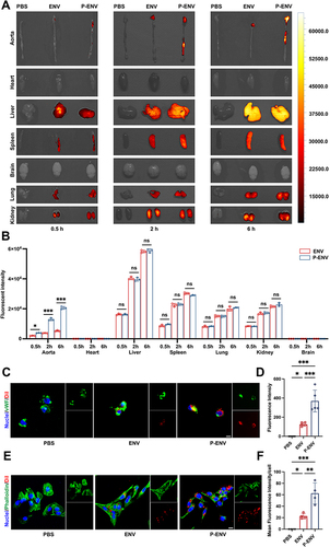 Figure 3 Targeting effect and cellular uptake of P-ENVs. (A) Representative IVIS images showing the biodistribution of ENVs and P-ENVs in major organs of ApoE−/− mice. (B) Quantification of the fluorescent intensity of P-ENVs compared with ENVs. n = 3. (C) Representative fluorescence images and (D) quantification of the targeted ability of DiI-labeled ENVs or P-ENVs to injured endothelium in vitro. (red: ENVs or P-ENVs, green: vWF, blue: nuclei). Scale bar = 5 um. n = 5. (E) Representative fluorescence images and (F) quantitative analysis of the uptake of DiI-labeled ENVs or P-ENVs by foam cells (red: ENVs or P-ENVs, green: phalloidin, blue: nuclei). Scale bar = 5 um. n = 4. All data are presented as mean ± SD (*P < 0.05, **P < 0.01, ***P < 0.001).