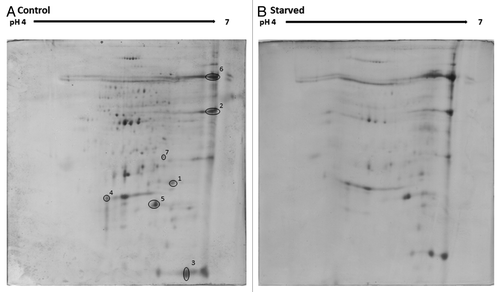 Figure 5. Proteomic profiles from hemolymph of unstarved larvae (A) and larvae starved for 7 d (B). Protein was extracted from larval hemolymph as described and resolved by 2D SDS-PAGE (300 µg/250 µL was loaded onto each Immobiline Drystrip). Peptide spots showing alterations in expression were extracted and identified.