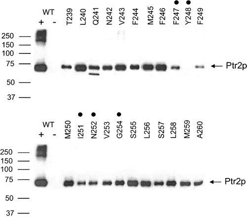 Figure 3. Expression of wild-type and TM5 Ala-scanned mutant Ptr2p transporters in the membrane of Saccharomyces cerevisiae. Membranes were prepared from cells expressing TM5 Ala-scanned mutants (T239–A260). As controls membranes were also prepared from cells expressing wild-type (WT +) or no (WT −) Ptr2p. Membrane proteins (10 µg) were resolved by SDS-PAGE, blotted and immunodetected with anti-FLAG antibodies. Ptr2p was present in all lanes except the negative control (WT −) and the Y248A mutant. FYING mutants are indicated by dots over the corresponding residues.