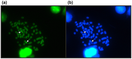 Figure 3. Loricaria simillima sequential fluorescent staining with: (a) CMA3 and (b) DAPI. Arrows indicate the NOR bearing pair.