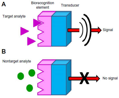 Figure 1 Schematic diagram of biosensor with target analyte (A) and nontarget analyte (B).