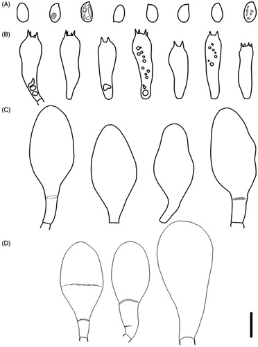 Figure 2. Microscopic features of Termitomyces gilvus sp. nov (BORH/FUMS-A03, holotype). (A) basidiospores; (B) basidia; (C) cheilocystidia; (D) pleurocystidia. Scale bar = 10 µm.