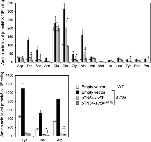Fig. 3. Effect of deletion of the N-terminal region of Avt3p on vacuolar amino acid composition in S. pombe cells.