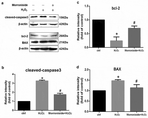 Figure 7. Effect of MR on the expression of apoptosis-related proteins in OLN-93 cells. (a) Cells were pretreated with 200 µM MR for 24 h and then incubated in the presence of 100 µM H2O2 for 12 h. The cells were analyzed by SDS-PAGE followed by western blot analysis. (b–d) The levels of cleaved-caspase3, bcl-2, and Bax were quantified by the densitometric analysis. *P< 0.05 vs. the control group; #P< 0.05 vs. the only H2O2 treatment group