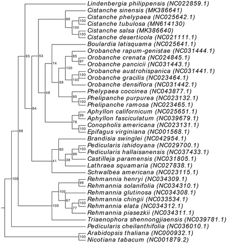 Figure 1. Phylogenetic tree based on 36 complete plastomes of Orobanchaceae.