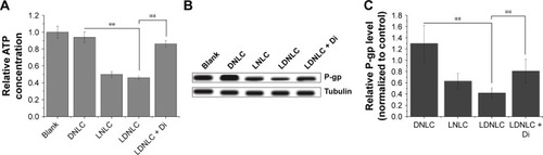 Figure 5 (A) Intracellular ATP level in MCF-7 ADR cells after 4 h incubation with different formulations. (B) Effects of different formulations on P-gp expression in MCF-7 ADR cells, as determined by Western blot analysis. Tubulin was used as a loading control. (C) Quantitative analysis of Western blot assay. **P < 0.01. Data were shown as mean ± SD (n = 3).Abbreviations: DNLC, DOX mono-delivery NLC; LNLC, Lapa mono-delivery NLC; LDNLC, NLC co-delivering Lapa and DOX; DOX, doxorubicin; NLC, nanostructured lipid carrier; Lapa, β-lapachone; Di, dicoumarol.