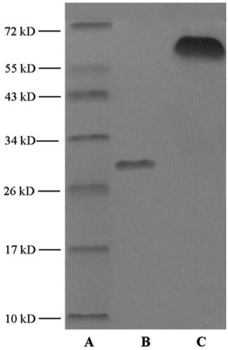 Figure 4. SDS-PAGE diagram of marker (A), unmodified apoA-I (B), and mA (C).