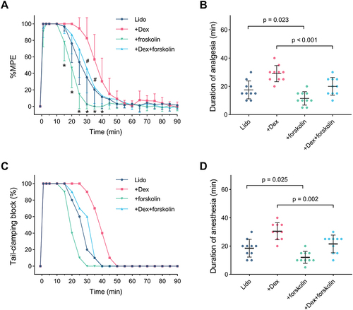 Figure 4 HCN channel activation compromises the lidocaine IVRA and opposes the enhancing effects of dexmedetomidine.