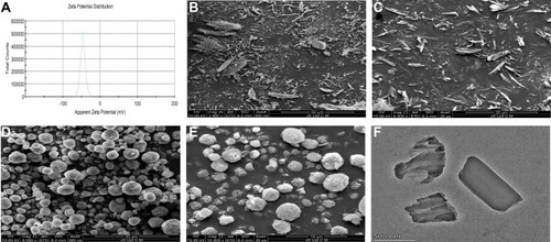 Figure 2 (A) The zeta-potential results of the BRE-NP, SEM images of (B) the raw BRE (×2400), (C) the raw BRE (×6000), (D) BRE-NP (×6000), (E) BRE-NP (×10,000), and (F) TEM images of the BRE-NP.