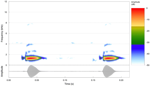 Figure 2. Above spectrogram and below oscillogram of a sequence of two calls of Bokermannohyla oxente (Piatã, Bahia, Brazil). Notice the weak prefix of each call and the harmonic structure (second and forth harmonics can be seen here). January 6 2013, air and water 22 °C. Record voucher AAG-UFU 1684. Call file Bokerm_oxentePiataBa2aAAGm671.
