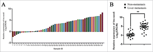 Figure 1. lnc-sox5 expression in clinic CRC samples. (A) The relative expression of lnc-sox5 in 52 pairs of CRC samples was determined by qRT-PCR. (B) The relative expression of lnc-sox5 in metastatic and non-metastatic CRC samples was determined by qRT-PCR. All results were normalized by β-actin. Fold means log2(C/N), C represents CRC, N represents matched adjacent normal tissue. All results were shown as mean ± SEM * means p < 0.01, ** means p < 0.01 and *** means p < 0.001.