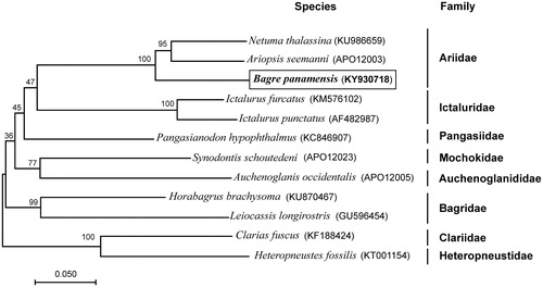 Figure 1. Maximum-likelihood (ML) phylogenetic tree of Bagre panamensis and the other 11 species of 8 families using Clarias fuscus and Heteropneustes fossilis as an outgroup. Number above each node indicates the ML bootstrap support values. In parenthesis the access numbers from NCBI database.