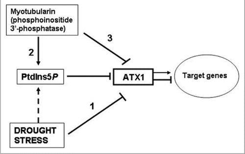 Figure 6 A model involving AtMTM and ATX1 activities in the drought response. This model builds on and extends an earlier model suggesting that the lipid ligand PtdIns5P increases upon osmotic stress and negatively regulates ATX1 activity.Citation9 Water withdrawal negatively affects ATX1 activity (bar 1); AtMTM1 has phosphatase activity generating the ligand (bar 2); excess cellular AtMTM1 affects transcript levels of the shared target genes like loss of ATX1 function does (bar 3). The model assumes that the effects of AtMTM1 and drought stress upon ATX1 activity are mediated by the lipid. however, the increase of PtdIns5P under stress in Arabidopsis remains to be shown (broken bar); Arrows and T-shaped bars indicate activation and repression events, respectively.