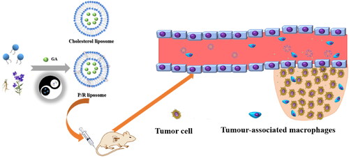 Figure 1. The rational design of a multifunctional PR-lipo for targeted tumor therapy.