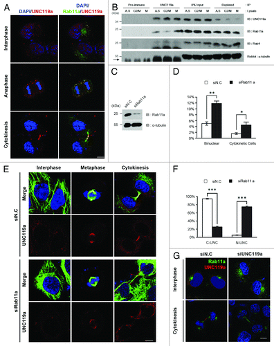 Figure 3. UNC119a co-localizes and interacts with Rab11a. (A) Co-localization of UNC119a and Rab11a. HeLa cells were fixed with paraformaldehyde, permeabilized and double-immunostained with UNC-Ab and monoclonal Rab11a-Ab. The binding of the antibodies was visualized using Alexa 546-conjugated goat anti-rabbit IgG (red) and Alexa 488-conjugated goat anti-mouse IgG (green), respectively. Nuclei and chromosomes were stained with DAPI. Left: DAPI/UNC119a. Right: DAPI/UNC119a/Rab11a. Bar, 20 μm. (B) UNC119a and Rab11a interaction is regulated during the cell cycle. Immunoprecipitation with UNC-Ab (or pre-immune serum) was performed using HeLa cell extracts prepared from asynchronously growing cells (A.S.), G2/M-arrested cells (G2/M) and mitotic cells (M) (“Materials and Methods”). Western blotting was performed with UNC-Ab, monoclonal Rab11a-Ab and monoclonal Rab4-Ab. Pre-immune, immunoprecipitation with rabbit pre-immune serum; UNC119a, immunoprecipitation with UNC-Ab; 8% Input, an 8% volume of each immunoprecipitation was included as a loading control; Depleted, 8% volume of recovered supernatant of each immunoprecipitation. Reblotting of the top membrane with monoclonal α-tubulin-Ab shows that UNC-Ab specifically precipitates UNC119a. Arrow indicates IgG heavy chain. (C) Rab11a siRNA depletes endogenous Rab11a. HeLa cells were transfected with Rab11a siRNAs, cell lysates were prepared after 72 h, and western blotting was conducted with monoclonal Rab11a-Ab and α-tubulin-Ab. siN.C, control; siRab11a, Rab11a siRNA. (D) Rab11a siRNA treatment inhibits cytokinesis. HeLa cells were transfected with Rab11a siRNA and, after 72 h, fixed with paraformaldehyde. The numbers of bi-nucleated cells and cytokinetic cells were counted. Graphs represent the mean ± SD of three independent experiments. siN.C: bi-nucleated cells, 5 ± 0.58%; cytokinetic cells, 1.58 ± 0.3%. n = 1,000: experiment 1, 300; experiment 2, 300; experiment 3, 400. siRab11a: bi-nucleated cells, 12.22 ± 0.72%; cytokinetic cells, 5.22 ± 0.89%. n = 1600: experiment 1, 600; experiment 2, 400; experiment 3, 600. **p < 0.01; *p < 0.05. (E) Rab11a siRNA treatment inhibits the localization of UNC119a to the intercellular bridge and midbody but has no effect on the centrosome/spindle pole localization. Rab11a siRNA-treated HeLa cells were fixed with cold methanol and double immunostained with monoclonal α-tubulin-Ab and UNC-Ab as described in Figure 1. Nuclei and chromosomes were stained with DAPI. siN.C; cells treated with control siRNA. siRab11a; cells treated with Rab11a siRNA. Bar, 20 μm. (F) Rab11a siRNA treatment inhibits the localization of UNC119a to the intercellular bridge and midbody. After the immunostaining (Fig. 3E), telophase cells and cytokinetic cells were scored and the concentration of UNC119a at the midbody (or intercellular bridge) of these cells was examined. Graphs represent the mean ± SD of three independent experiments. siN.C: cells with concentrated UNC119a (C-UNC), 94.33 ± 1.2%; no specific concentration (N-UNC), 5.33 ± 0.88%. n = 300: experiment 1, 100; experiment 2, 100; experiment 3, 100. siRab11a: C-UNC, 25.33 ± 1.76%; N-UNC, 74.67 ± 1.76%. n = 300: experiment 1, 100; experiment 2, 100; experiment 3, 100. ***p < 0.001. (G) UNC119a siRNA treatment has no effect on the localization of Rab11a. HeLa cells were transfected with a mixture of UNC119a siRNAs, as in Figure 2, then fixed, permeabilized and double immunostained, as described in Figure 3A. siN.C; cells treated with control siRNA. siUNC119a; cells treated with UNC119a siRNA. Bar, 20 μm.