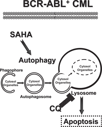 Figure 1 Targeting the autophagy pathway in CML. Imatinib-resistant BCR-ABL+ CML are sensitive to a therapeutic combination of SAHA, a FDA-approved HDAC inhibitor, and CQ, a FDA-approved anti-malarial agent (CitationCarew et al 2007). Here the overall efficacy of SAHA is thought to be compromised by its induction of the autophagy pathway, which is initiated by the formation of double-membraned autophagosomes from vesicular structures coined the phagophore. Autophagosomes deliver their cargo, bulk cytosolic material and organelles, to the lysosome, which degrades the cargo to provide essential building blocks and energy to the CML cell. The lysosomotropic agent CQ compromises lysosomal functions and thus derails the autophagy pathway, augmenting the killing power of SAHA to overcome imatinib resistance provoked by mutations in BCR-ABL and/or p53 (CitationCarew et al 2007).