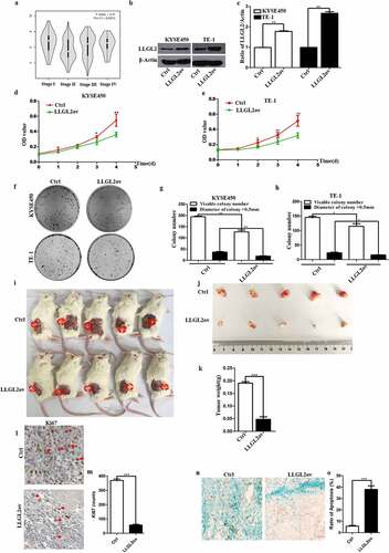 Figure 4. LLGL2 ectopic expression suppresses ESCC cell proliferation in vitro and reduces tumor growth in vivo. A. LLGL2 mRNA levels were significantly correlated with the pathological stage of ESCC patients (p < .05). B-C. Ectopic expression of LLGL2 protein in KYSE450 and TE-1-cell lines was established and validated by western blot. D. Ectopic expression of LLGL2 led to reduced proliferation of KYSE450 cells, as assessed with a CCK8 assay (n = 3 per group, p < .01). E. Ectopic expression of LLGL2 led to inhibited proliferation of TE-1 cells assessed with a CCK8 assay (n = 3 per group, p < .01). F-H. Ectopic expression of LLGL2 impaired colony formation and decreased individual clone sizes in KYSE450 and TE-1 cells, as shown by a colony formation assay (n = 3 per group, p < .01 for KYSE450 cells and p < .05 for TE-1 cells). I-J. LLGL2 overexpression significantly reduced xenograft tumor growth in mice, with representative KYSE450 (control) and KYSE450 (LLGL2ov) xenografts shown (n = 5 per cohort, p < .01). Tumors were collected 8 weeks after KYSE450 cell implantation. K. LLGL2 overexpression significantly reduced the weight of xenografts formed by KYSE450 cells than the control (n = 5 per group; p < .001). L-M. LLGL2 overexpression suppresses the proliferation of tumor cells, as reflected by immunostaining with a Ki67 antibody (p < .001). Scale bar: 20 µm. N-O. LLGL2 overexpression induces the apoptosis of tumor cells, as reflected by the TUNEL assay (p < .001). Scale bar: 40 µm. *p < .05, **p < .01, ***p < .001 vs. control. Data are the means ± SDs.