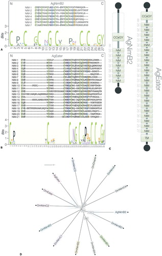Figure 1. Bioinformatic analysis of AgNimB2 and AgEater (A and B) ClustalW sequence alignment of predicted NIM repeats in AgNimB2 and AgEater with the consensus amino acids highlighted. Both alignments were used to produce a HMM logo representing the conversed amino acids. (C) Diagrammatic representation of the AgNimB2 and AgEater proteins, showing the N- (top) and C-termini (bottom), the transmembrane domain (TM), and NIM repeats. The amino acid length is indicated to the left of each repeat. A truncated NIM repeat in AgEater (tNIM) is represented by a notched rectangle. (D) Unrooted tree generated from the Nimrod superfamily members of Drosophila melanogaster, AgNimB2, and AgEater. Orthologs are highlighted in blue (NimB2) and red (Eater). Numbers represent bootstrap values.