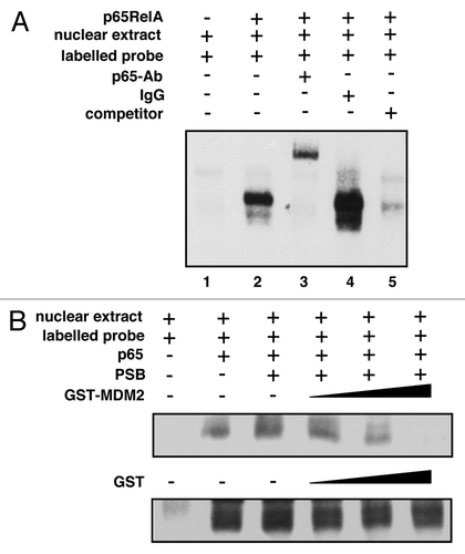 Figure 7. MDM2 can inhibit the DNA binding activity of NFκB. (A) NFκB with ectopic p65RelA binds and retards a biotin-labeled oligonucleotide bearing an NFκB DNA binding motif. EMSA was performed with nuclear extracts prepared from HeLa cells that had been transfected either with control plasmid or with a plasmid expressing p65RelA. The extracts were mock incubated or incubated with monoclonal anti-p65RelA antibody C-20 (p65-Ab) or an irrelevant IgG to assay for the presence of p65RelA in the complex. In addition, the sample in lane 5 was incubated with a 200-fold excess of unlabelled NFκB DNA binding motif (competitor) to rule out band shifting due to interaction with biotin. (B) Increasing amounts of GST-MDM2 but not GST reduce the DNA binding activity of NFκB. EMSA was performed as in (A), except that the extracts were mixed with increasing amounts of purified GST-MDM2 or GST (0.1, 0.2 or 0.4 μg), where indicated. Protein storage buffer (PSB), either with or without GST or GST-MDM2 protein, was added to equal concentrations.