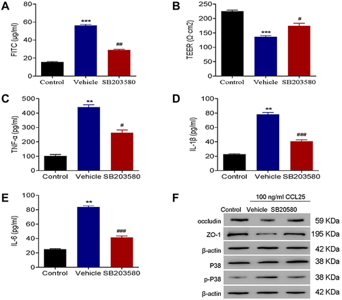 Figure 6 P38 inhibition reduced inflammatory cytokines expressions and endothelial permeability in CCL25-treated HPMEC. (A) FITC fluorescence intensity assay. (B) TEER assay. (C) ELISA detect to the expression of TNF-α. (D) ELISA to detect the expression of IL-1β. (E) ELISA to detect the expression of IL-6. (F) Western blotting to detect the protein expression of P38, p-P38, occludin and ZO-1. P<0.05 indicated significant difference. **P<0.01, ***P<0.001, compared with control group; #P<0.05, ##P<0.01, ###P<0.001, compared with vehicle group. The experiments were repeated three times.