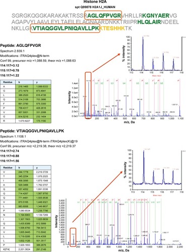 Figure 3 Proteomics data supports histone regulation by combination therapy. MS/MS spectra are shown for two iTRAQ-labeled peptides each from histones H2A and H2B, respectively. All peptides were identified with high (99%) confidence with ProteinPilot software. Tables illustrate b- and y-ions matched with experimental data. iTRAQ reporter ions are highlighted in the raw spectra panes. Reporter peaks at m/z =114.1, reflecting combination therapy are considerably more prominent than reporter peaks reflecting single-drug therapy (m/z =115.1 nimesulide, m/z =116.1 cisplatin) or control samples (m/z =117.1). Regulatory ratios were calculated with ProteinPilot software from raw reporter areas, properly accounting for isotope correction and normalization. As nuclei were removed by a centrifugation step during the experimental workflow, ratios observed in the shotgun proteomics experiment should reflect the relative abundance of proteins in the cytosol. We interpret the increased relative ratio of H2A and H2B in the combination therapy sample as further support for increased apoptosis in combination-treated cells, possibly leading to increased release of these histones from nuclei into the cytosolic environment.