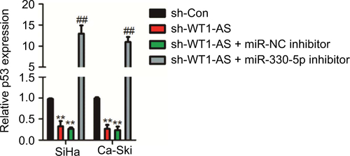 Figure S4 SiHa or Ca-Ski cell was transfected with sh-WT1-AS alone or cotransfected with sh-WT1-AS and miR-330-5p inhibitor.Notes: The level of p53 was assayed using the qRT-PCR assay. **P<0.01 compared to sh-Con. ##P<0.01 compared to sh-WT1-AS + miR-NC inhibitor.Abbreviation: qRT-PCR, quantitative real-time PCR.