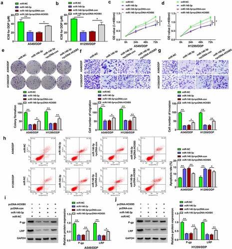 Figure 6. HOXB5 overexpression partly alleviated the inhibition of miR-140-3p in DDP resistance of NSCLC cells. Transfection of miR-NC, miR-140-3p, miR-140-3p+pcDNA-con or miR-140-3p+pcDNA-HOXB5 was performed in A549/DDP and H1299/DDP cells. (a-b) The detection of IC50 for DDP was performed using CCK-8 assay after different concentrations of DDP treatment. (c-e) Cell proliferation ability was analyzed using CCK-8 assay (c-d) and colony formation assay (e) following 10 µM DDP treatment. (f-g) Transwell assay was applied to evaluate cell migration or invasion ability following 10 µM DDP treatment. (h) The assessment of cell apoptosis was completed via flow cytometry following 10 µM DDP treatment. (i-j) The levels of P-gp and LRP were determined through Western blot following 10 µM DDP treatment. Each experiment was performed for three times with three parallels each time. Data were exhibited as the mean ± standard deviation (SD). Student’s t-test and one-way analysis of variance (ANOVA) followed by Tukey’s test were used for statistical analysis. *P < 0.05, **P < 0.01.