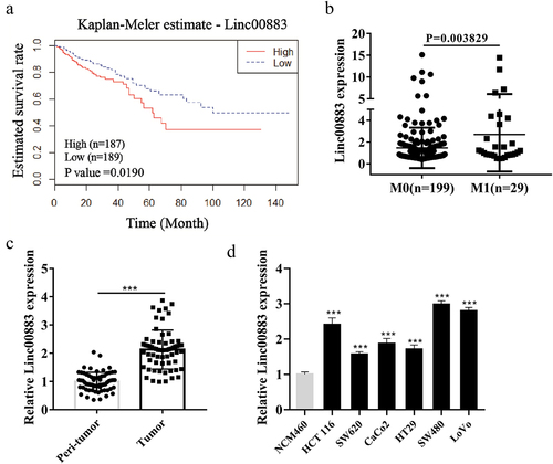 Figure 1. Expression of Linc00883 in colorectal cancer tissue samples and cells. (a) The patient cohort was obtained from the gene information of the TCGA Colon Adenocarcinoma Datasets (COAD) database that was downloaded from the cBioPortal website. The expression of Linc00883 greater than 0.87 was defined as a high expression, while the expression of Linc00883 lower than 0.87 was defined as a low expression. Kaplan-Meier analysis of the correlation between Linc00883 and survival rate of colorectal cancer (CRC) patients with low expression of Linc00883 (n = 189) and with high expression of Linc00883 (n = 187). (b) Quantitative Real-Time PCR (qRT-PCR) was applied to detect the expression of Linc00883 in patients with distant metastasis of CRC (M1: n = 29) or non-metastatic CRC (M0: n = 199). The expression of Linc00883 in CRC tissues (n = 64) (c) and CRC cell lines (d) was assessed using qRT-PCR. ***P < 0.001 vs. Peri-tumor or NCM460 (colon epithelial cell line). All experiments were performed at least in triplicate.