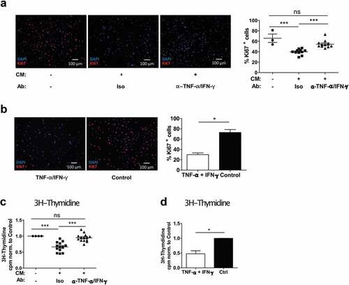 Figure 4. The co-culture conditioned medium (CM) from slanMo and NK cells reduces the proliferation of melanoma cells. (A) Ki67 staining of SK-Mel-28 cultured with CM as described before. Quantification of Ki67+ cells. Representative image and cumulative data out of 11 donors. (B) Ki67 staining of SK-Mel-28 treated with recombinant TNF-α and IFN-γ and quantification of positive cells. Representative image out of 3 experiments. (C) 3H-Thymidine incorporation assay with SK-Mel-28 cells treated with CM as described before. 1 d after reseeding, the cells were pulsed with 3H-Thymidine for 12 h. Cumulative data out of 14 donors. (D) 3H-Thymidine incorporation assay with SK-Mel-28 cells treated with recombinant TNF-α and IFN-γ. Cumulative data from 4 experiments.