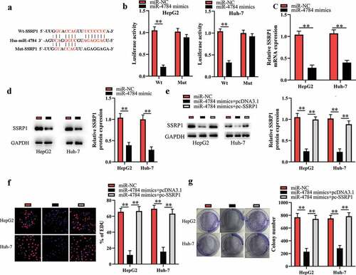 Figure 4. miR-4784 performs tumor-suppressive function by targeting SSRP1 in HCC cells.