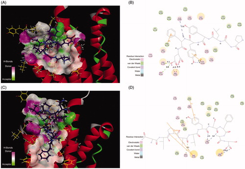 Figure 6. (A) The H-bond interactions between Pep70 and crystal structure 3WVX with the crystal structure of 3WVX shown as a line representation. Pep70 (purple) and the residues involved in the interaction (yellow) are displayed as a stick representation. Hydrogen bonds are depicted by the green dotted lines. Pi–pi interactions are depicted by the orange solid lines. (B) Plot of the interactions between Pep70 and 3WVX. (C) The binding mode of ADP355 to 3WVX. (D) Plot of the interactions between ADP355 and 3WVX.