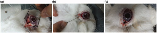 Figure 1. The picture of sub-tenon embedded tubes in rabbit: (a) the tube sutured on sclera, (b) Sutured on the conjunctive edge, and (c) The tube sutured in the eyelid.