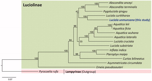 Figure 1. Phylogenetic tree for the subfamily Luciolinae. The maximum likelihood (ML) method was applied using randomized accelerated maximum likelihood (RAxML) ver. 8.0.24 (Stamatakis Citation2014), which was incorporated into the cyberinfrastructure for phylogenetic research (CIPRES) Portal ver. 3.1 (Miller et al. Citation2010). A six optimal partitioning scheme and substitution model (GTR + Gamma + I) were determined using PartitionFinder 2 with the Greedy algorithm (Lanfear et al. Citation2012, Citation2014, Citation2016). Phylogenetic trees were visualized using FigTree ver. 1.42 (http://tree.bio.ed.ac.uk/software/figtree/). The numbers at each node represent bootstrap percentages of 1,000 pseudoreplicates by ML analysis. The scale bar indicates the number of substitutions per site. Lampyrinae (Pyrocoelia rufa, MH352481; Bae et al. Citation2004) is used as an outgroup. GenBank accession numbers are as follows: Abscondita anceyi, MH020192 (Hu and Fu Citation2018b); Abscondita terminalis, MK292092 (Chen et al. Citation2019); Pygoluciola qingyu, MK292093 (Chen et al. Citation2019); Aquatica leii, KF667531 (Jiao et al. Citation2015); Aquatica ficta, KX758085 (Wang et al. Citation2017); Aquatica wuhana, KX758086 (Wang et al. Citation2017); Luciola cruciata, AB849456 (Maeda et al. Citation2017a); Aquatica lateralis, LC306678 (Maeda et al. Citation2017b); Luciola curtithorax, MG770613 (Hu and Fu Citation2018a); Luciola substriata, KP313820 (Mu et al. Citation2016); Inflata indica, MH427718 (Sriboonlert and Wonnapinij Citation2019); Pteroptyx maipo, MF686051 (Fan and Fu Citation2017); Curtos bilineatus, MK292114 (Chen et al. Citation2019); Asymmetricata circumdata, KX229747 (Luan and Fu Citation2016); and Emeia pseudosauteri, MK292112 (Chen et al. Citation2019).