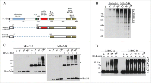 Figure 1. Mdm2-A/B possesses intrinsic E3 ligase activity and can trans-ubiquitinate full length Mdm2 in vitro. (A) A diagram of Mdm2-A/B structure. (B) Mdm2-A/B autoubiquitination. Western blotting of polyubiquitin chain after in vitro ubiquitination reaction with indicated amounts of Mdm2-A/B. (C) Mdm2-A/B ubiquitinates full length Mdm2. (D) Trans-ubiquitination of full length enzyme-dead Mdm2L468A by Mdm2-A/B in vitro.