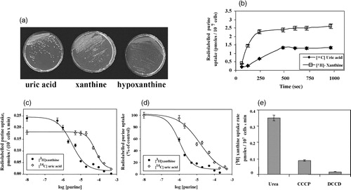 Figure 1. Physiological and biochemical identification of Xut1, a C. albicans xanthine-uric acid transporter. (a) Growth of C. albicans on purines as sole N sources, (b) Time course of uptake of 0.5 µM [3H]-xanthine or [3H]-uric acid, (c) Inhibition of [3H]-xanthine (0.5 µM) or [3H]-uric acid (0.5 µM) uptake by increasing concentrations of unlabelled xanthine or uric acid, respectively, (d)% inhibition of [3H]-xanthine (0.5 µM) uptake by increasing concentrations of unlabelled uric acid, and% inhibition of [3H]-uric acid (0.5 µM) uptake by increasing concentrations of unlabelled xanthine, (e) Energetic dependence of xanthine uptake. For details see Materials and methods. Results represent mean values from three independent determinations with standard deviations shown.