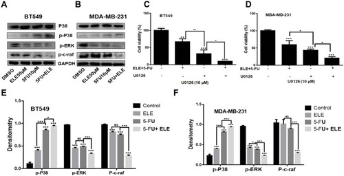Figure 6 The combined effects of ELE and 5-FU on MDA-MB-231 and BT549 cell lines.Notes: (A and B) Both cell lines were treated with ELE alone, 5-FU alone, or their combination. Following treatment, we used Western blot to check the expression levels of the major Raf-MEK-ERK signaling pathway proteins, including p-p38, p-38, p-c-Raf, and p-Erk1/2. We used GAPDH as a loading control. (C and D) MDA-MB-231 and BT549 cells were pretreated with the MEK inhibitor U0126 and cultured with the combination of ELE and 5-FU at an indicated dose. After 48 h, the cell viability was checked through MTT assay. The results from three different experiments were expressed as mean ± SD, and the significance level were *P<0.05, **P<0.01, ***P<0.001. (E and F) The protein quantitative analyses were performed. The data obtained from three independent experiments were presented as mean ± SD, and the significance levels were *P<0.05 and ***P<0.001.