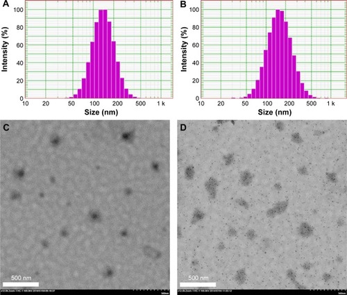 Figure 1 Particle size distribution of HM-lip (A) and TMC-HM-lip (B). TEM of HM-lip (C) and TMC-HM-lip (D).Abbreviations: HM-lip, harmine liposomes; TMC-HM-lip, TMC-coated harmine liposomes; TMC, N-trimethyl chitosan; TEM, transmission electron microscopy.