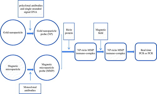 Figure 1. The GNPA protocol. The assay used MMP probes functionalized with monoclonal antibodies that recognize and bind target protein (i.e. ricin toxin). The ricin toxin was then functionalized with the nanoparticle (NP) probe that has been modified with ricin A chain antigen-specific antibodies and single-stranded signal DNAs. After being magnetically separated, the immune-complex containing the single-stranded signal DNA was characterized by PCR and by real-time PCR.