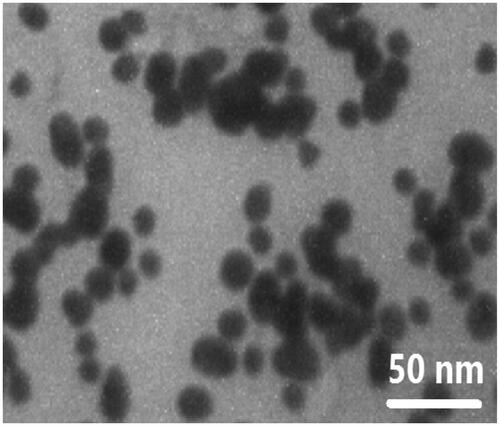 Figure 1. TEM image of the synthesized F-AuNPs, suggesting that the nanoparticles are well-dispersed and appear to be spherical in shape with a size distribution of 5–20 nm.
